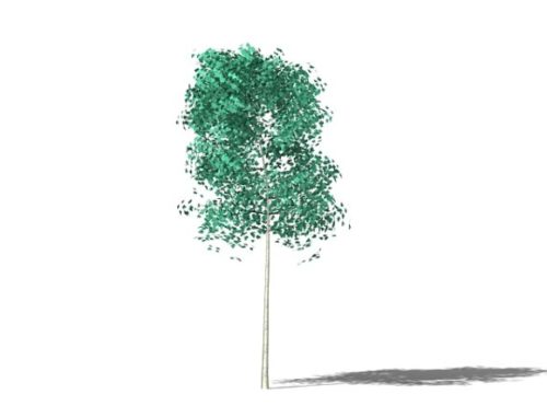 Small Garden Garden Tree