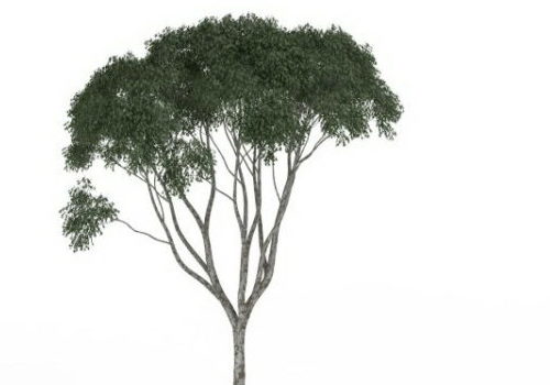 Small Kapok Green Tree