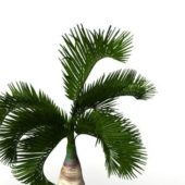 Garden Small Palm Tree