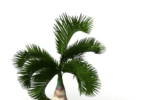 Garden Small Palm Tree
