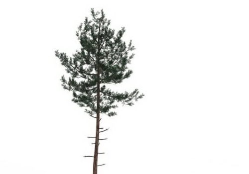 Small Pine Tree For Landscaping Tree
