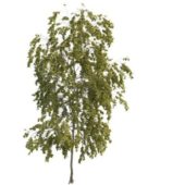 Small Poplar Green Tree