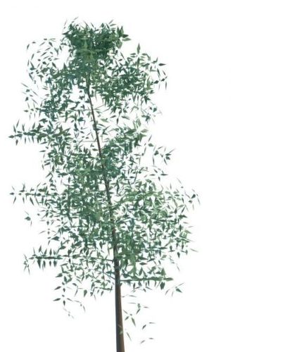 Green Small Tree