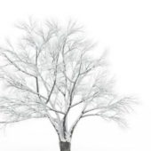 Nature European Snow Bare Tree