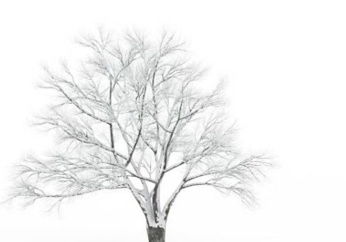 Nature European Snow Bare Tree