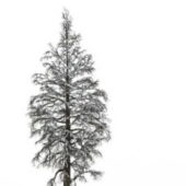 European Snow Fir Tree