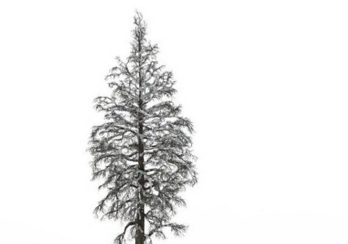 European Snow Fir Tree