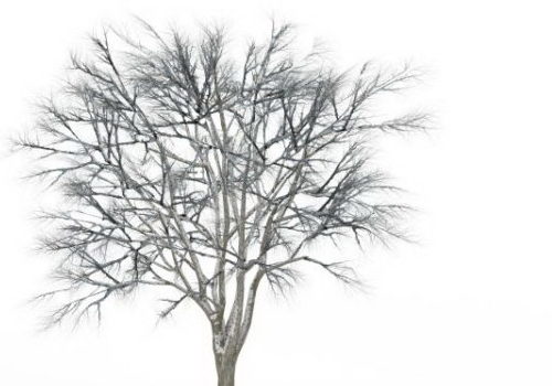 European Snow Ginkgo Tree