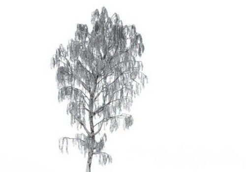European Snow Tree Weeping Willow