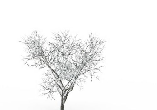 Winter Snowy Bare Tree