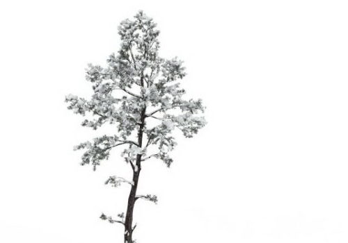 White Snowy Tree