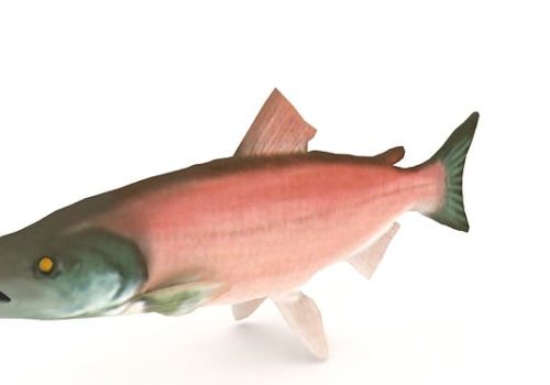 Sockeye Salmon River Fish Animals