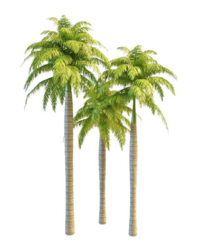 South America Palms Tree