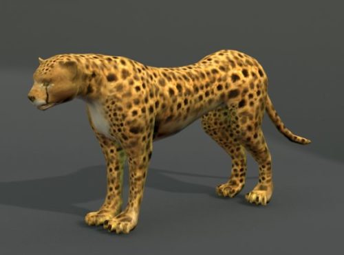 African Cheetah Wild Animal