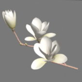 Garden Magnolia Flowers