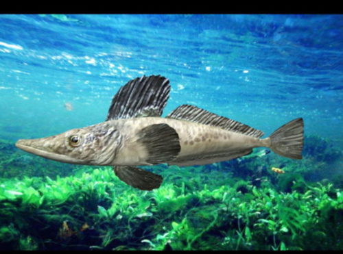 Ocean Icefish Fish Animal
