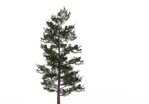 Southern Pine Green Tree