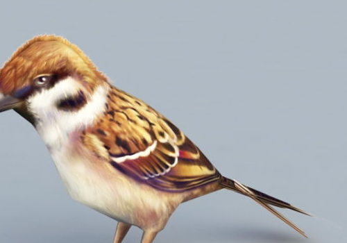 Sparrow Bird Nature Animal