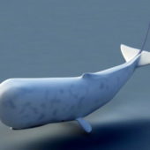 Sperm Whale Animal Rigged