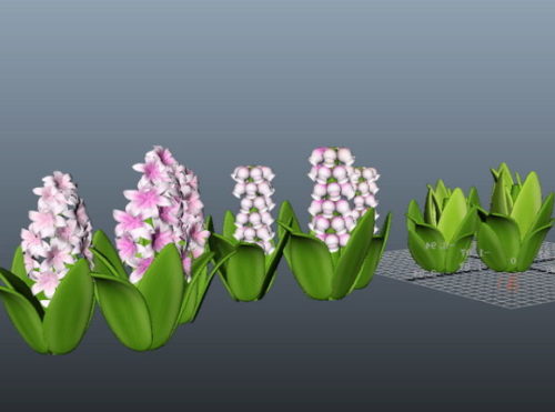 Nature Spring Hyacinth Flower
