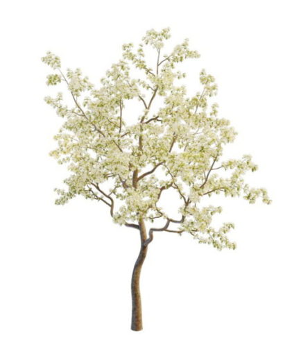 Eoropean Spring Pear Tree