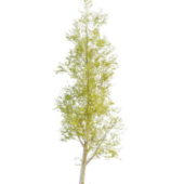 Nature Spring Poplar Tree Plant
