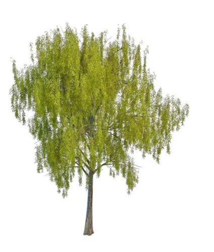 Nature Spring Willow Tree