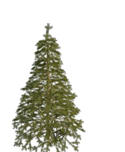 European Spruce Pine Tree