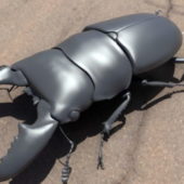 Stag Beetle Animal