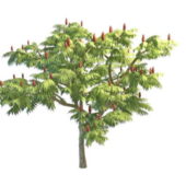 Staghorn Sumac Nature Tree