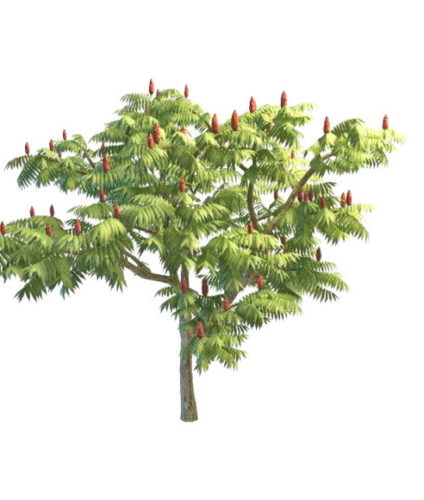 Staghorn Sumac Nature Tree