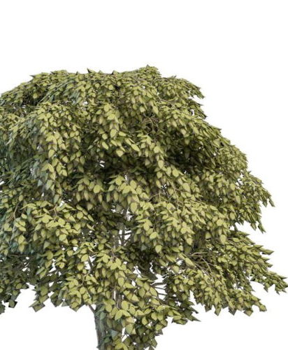Staphylea Bladdernut Plant Tree