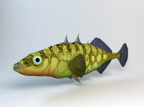 Animal Stickleback Fish
