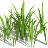 Garden Bamboo Grass