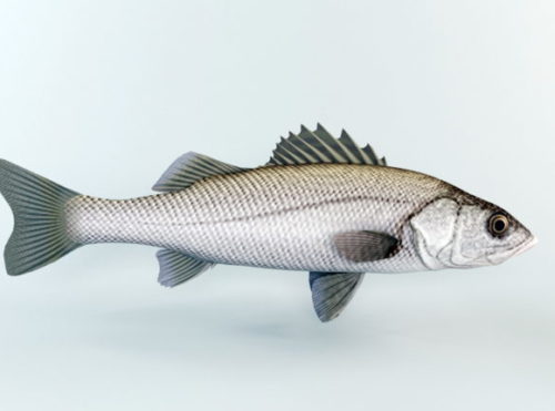 Striped Bass Fish Animated