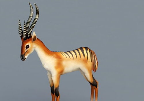 Striped Gazelle Animal