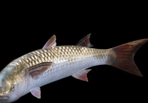 Striped Mullet Animal Fish