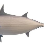 Striped Tuna Sea Fish Animals