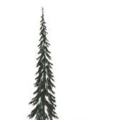 Subalpine Fir Winter Tree