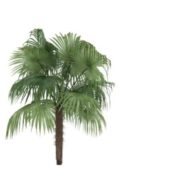 Nature Sugar Palm Tree