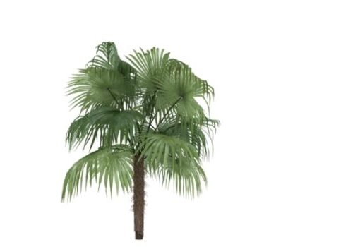 Nature Sugar Palm Tree