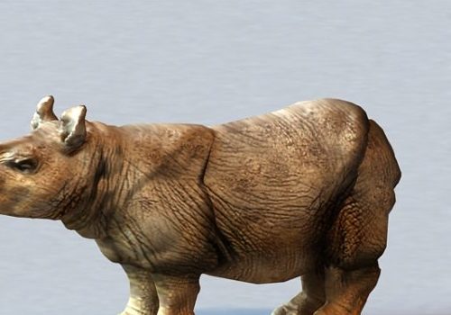 Sumatran Rhinoceros | Animals