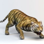 Sumatra Tiger Animal