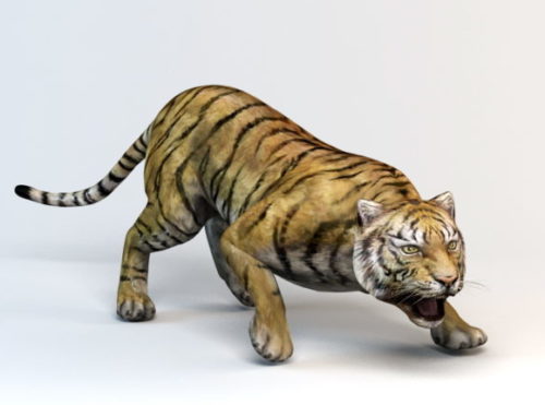 Sumatra Tiger Animal
