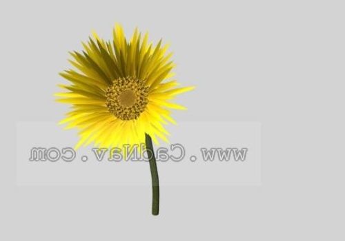 Wild Yellow Sunflower