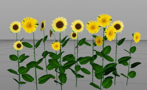 Nature Sunflower Plant