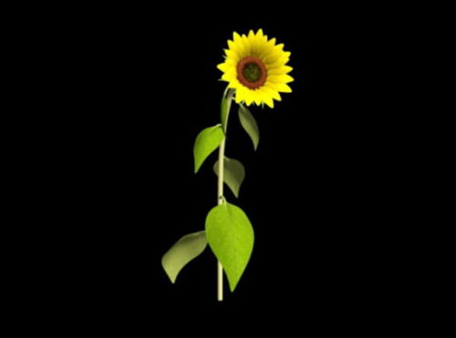 Cartoon Sunflower Plant