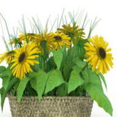 Sunflowers Basket Plant