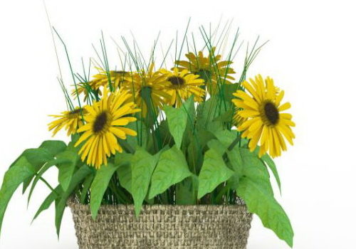 Sunflowers Basket Plant
