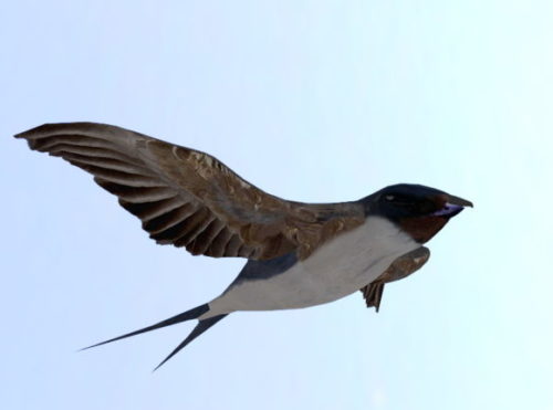 Swallow Bird Animal